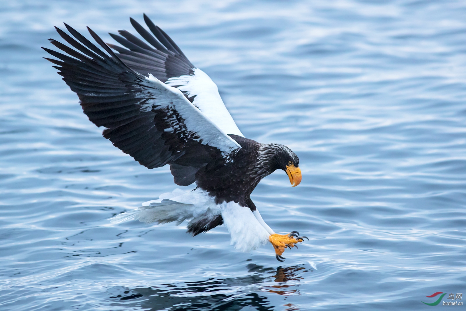 (虎头海雕)金钩铁爪凌空下(祝贺荣获首页精华)