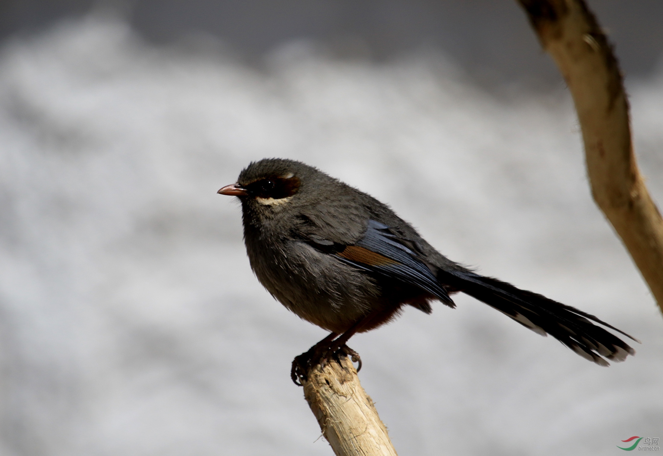 灰腹噪鹛摄于雄色寺