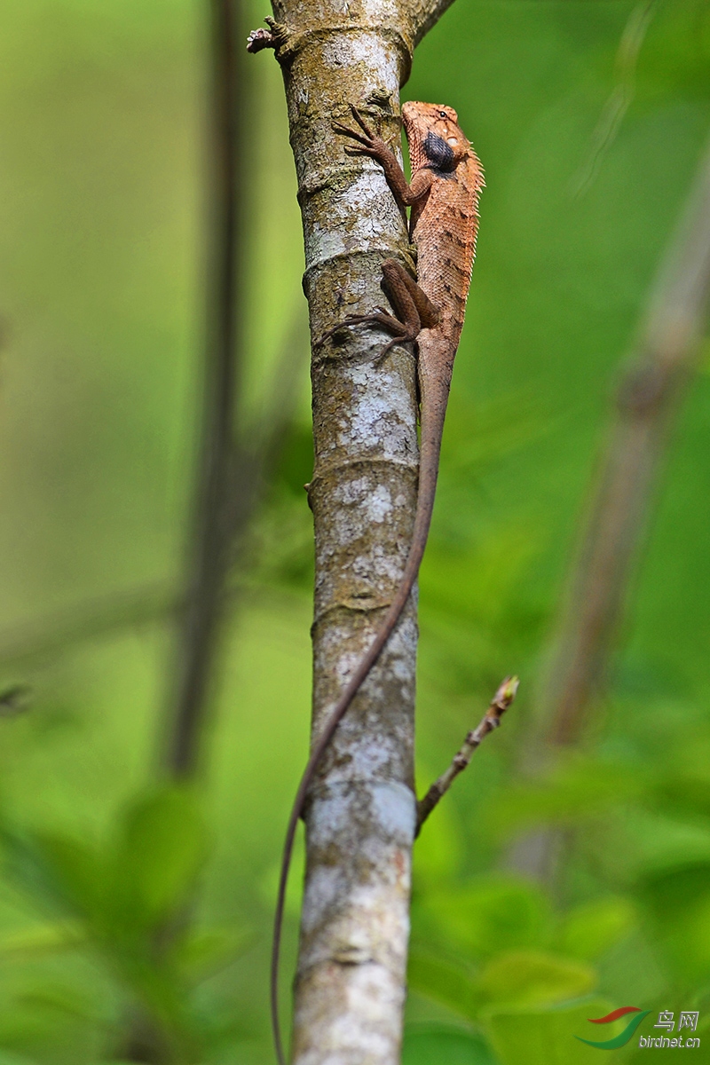 飞蜥蜴与树蜥蜴