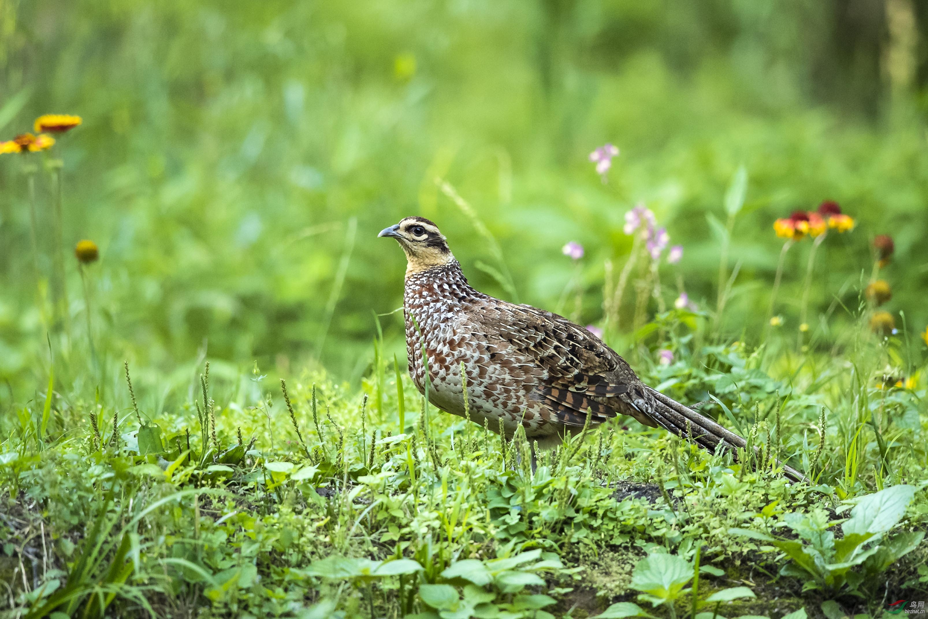 优雅的白冠长尾雉mm