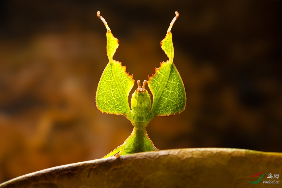叶修