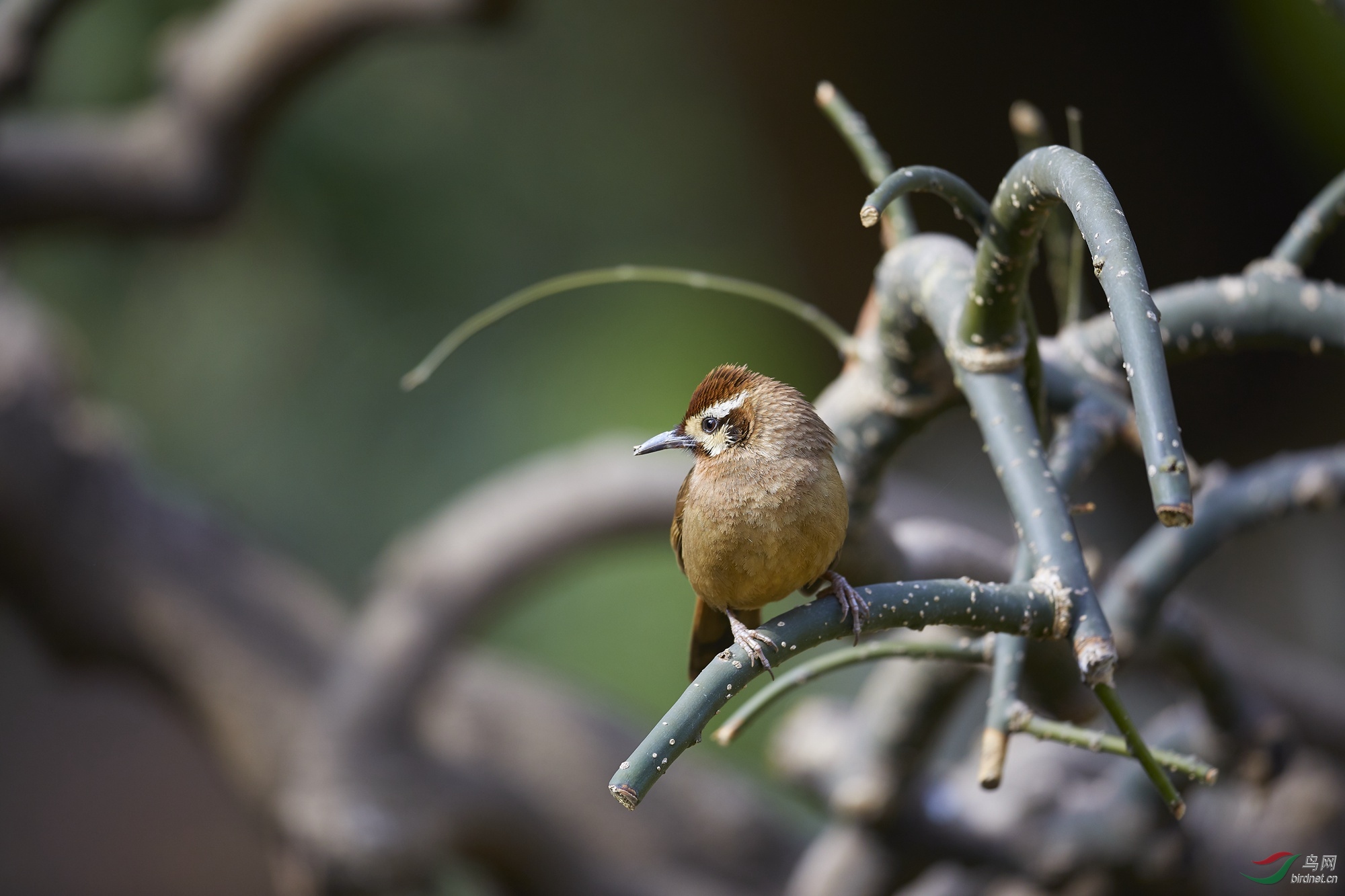 一个朋友的适马500mm f4片,100%放大截图