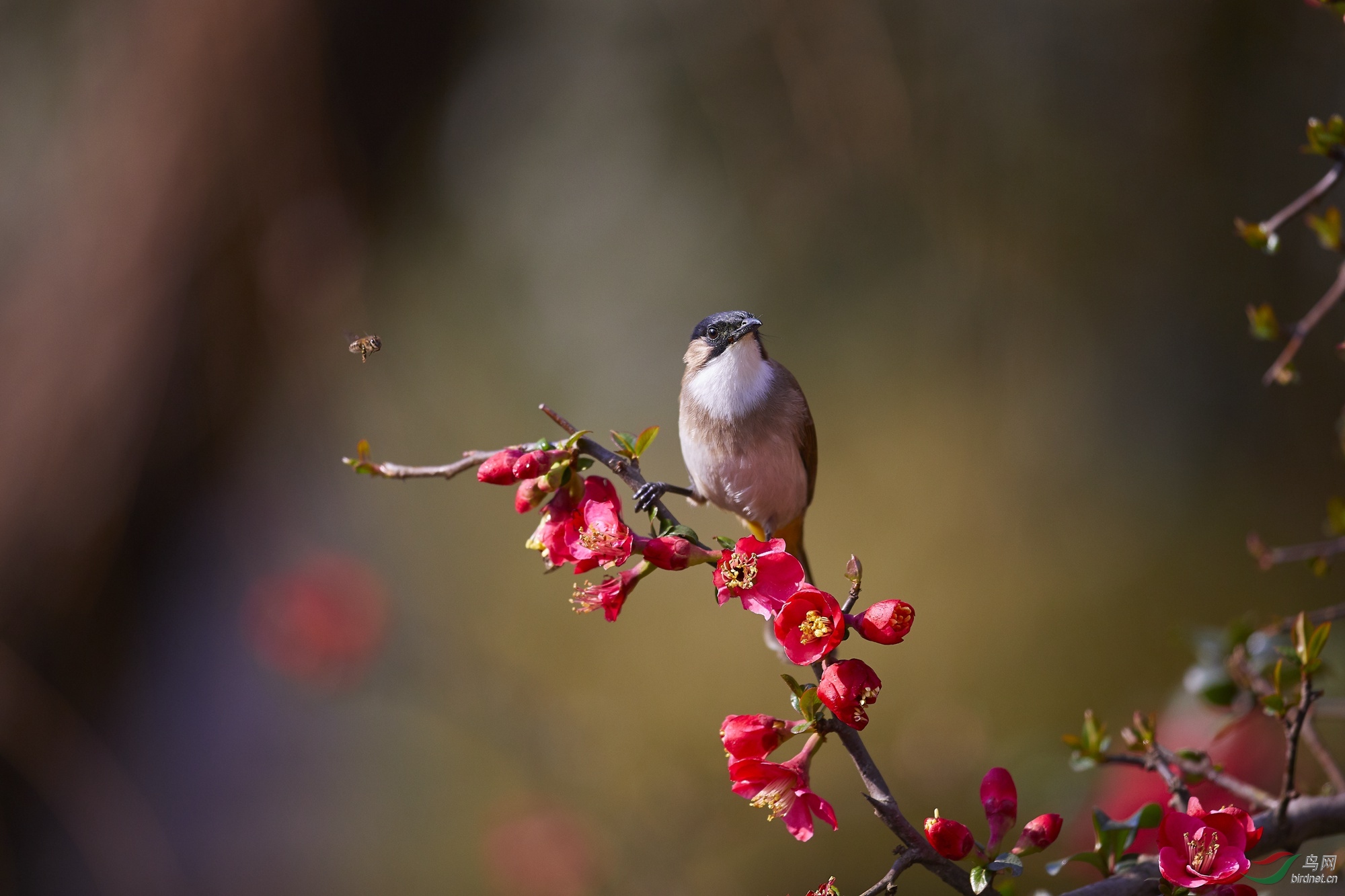 一个朋友的适马500mm f4片,100%放大截图