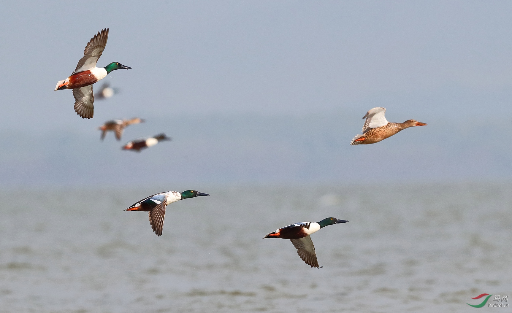 [水鸟] 候鸟的乐园--深圳湾