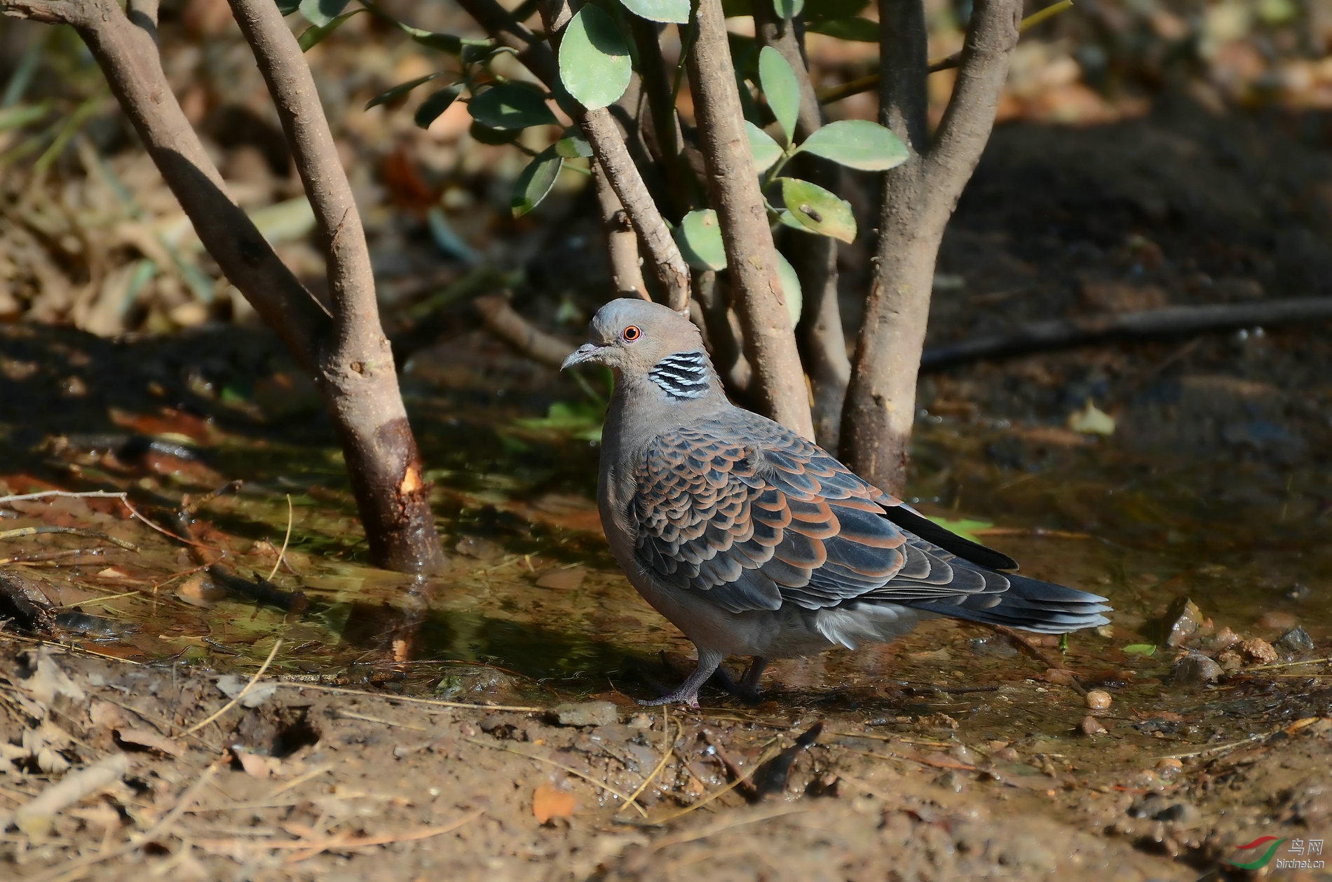 珠頸斑鳩