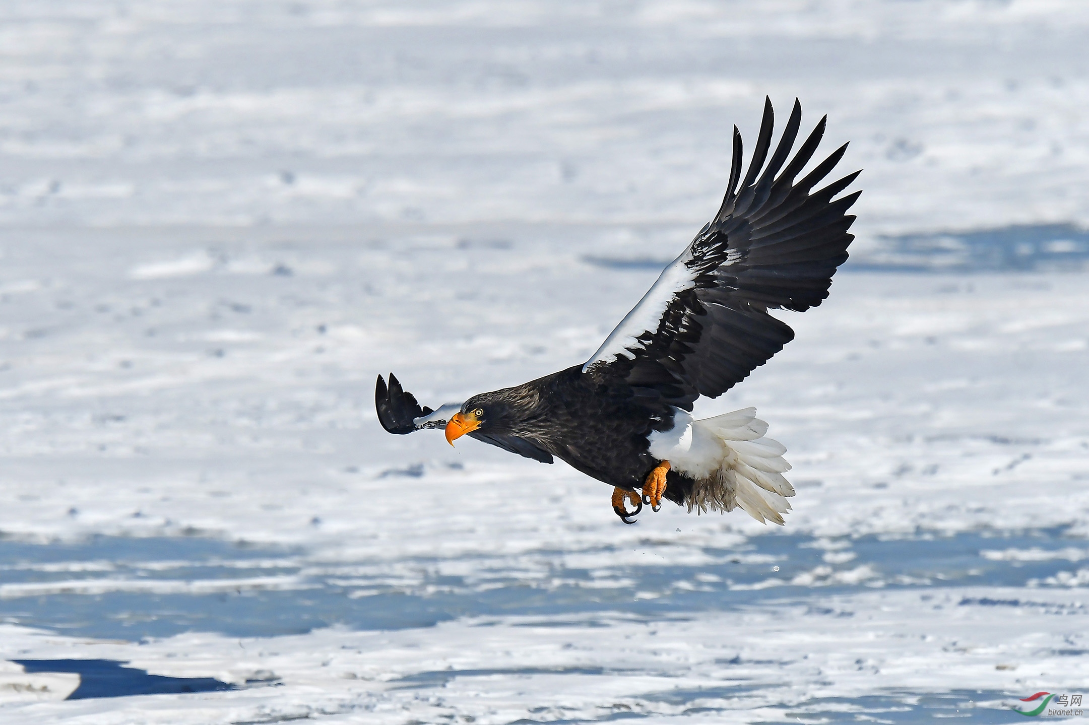 低空搜寻(虎头海雕)