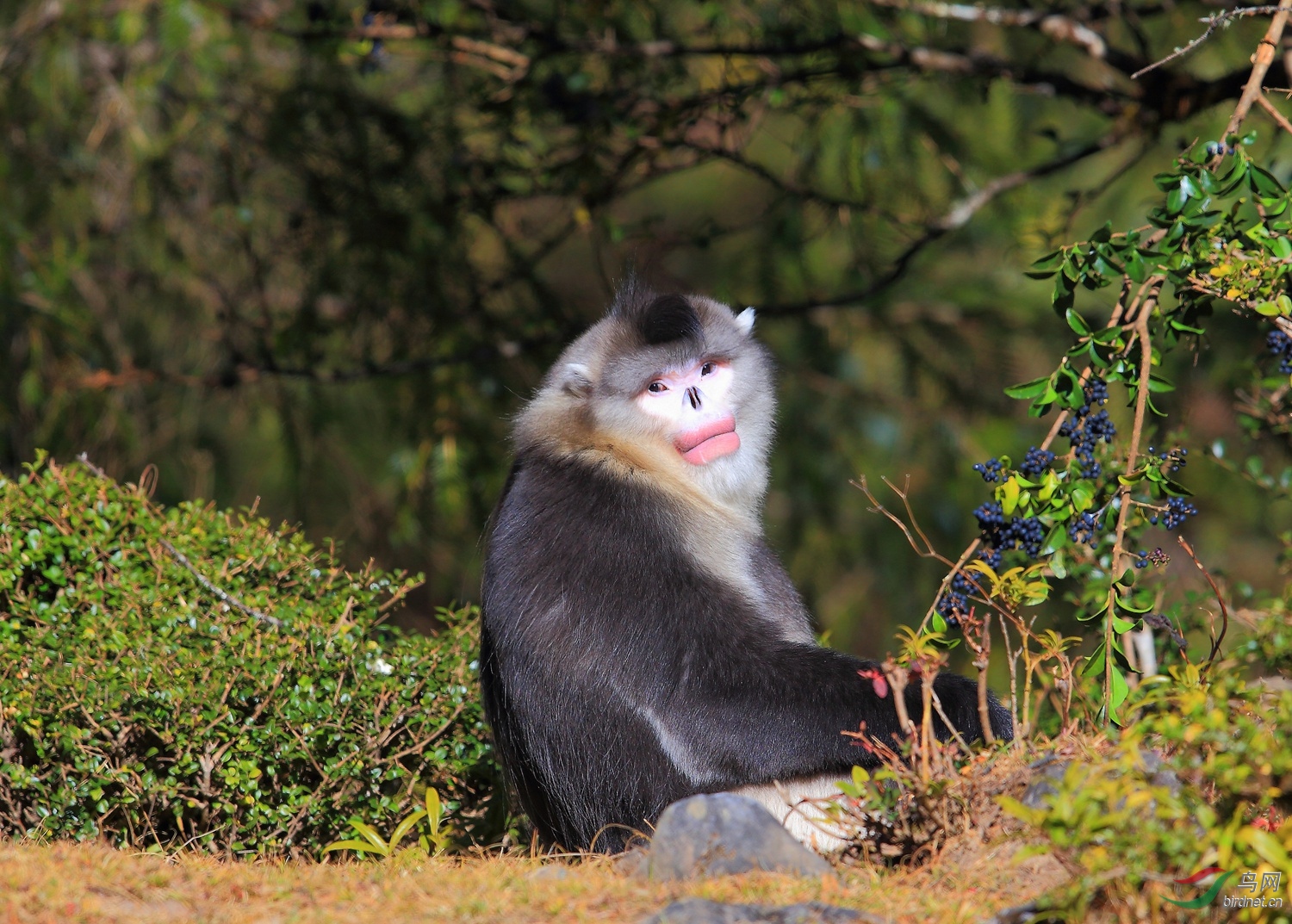 滇金丝猴