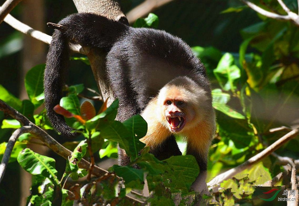淡淡的忧伤白脸卷尾猴