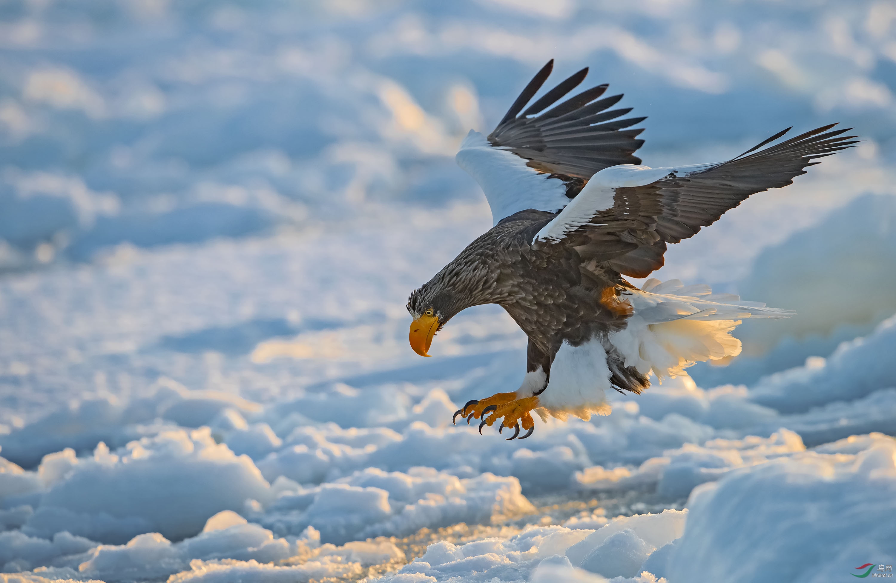 凌厉凶猛虎头海雕