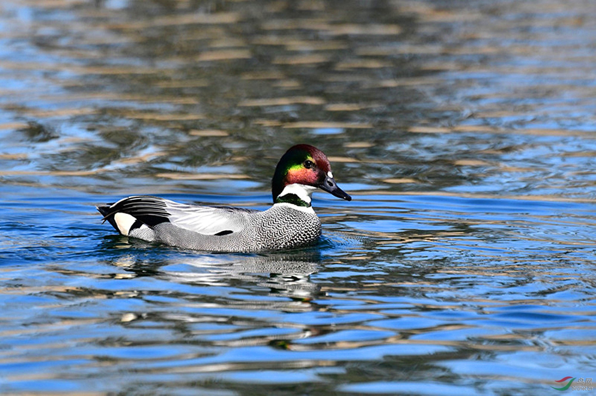 水鸟漂亮的螺纹鸭