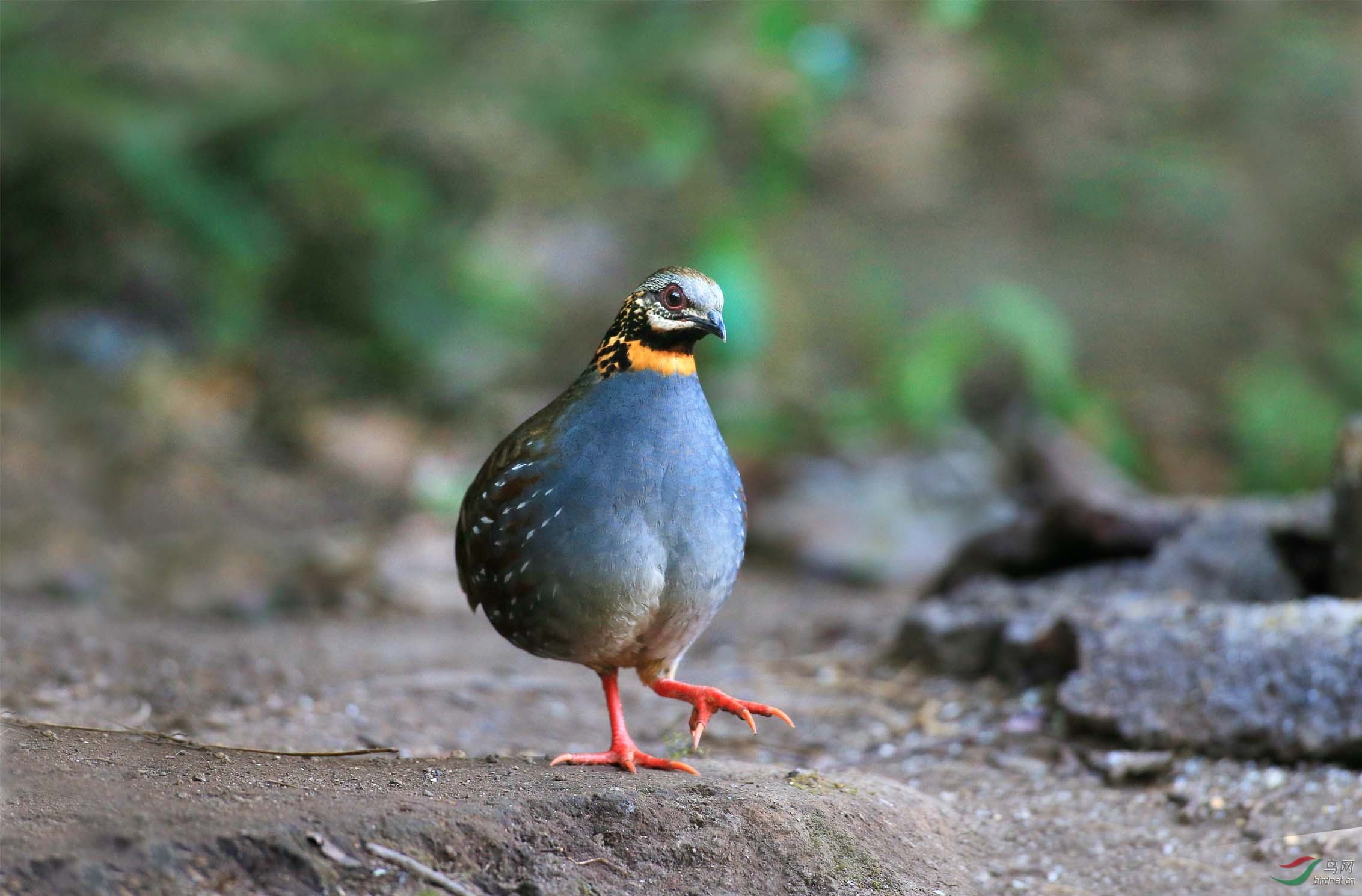 红喉山鹧鸪组照