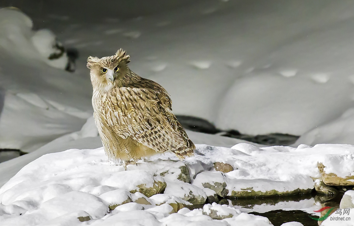 世界濒危物种——毛腿鱼鸮.