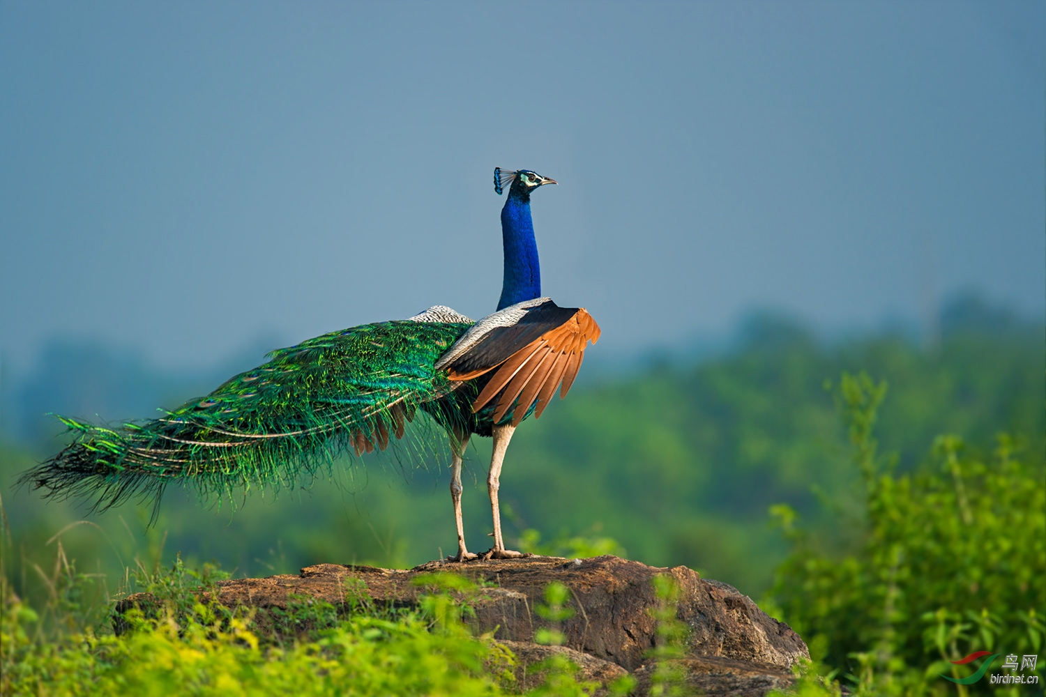 蓝孔雀眺望恭贺首页精华