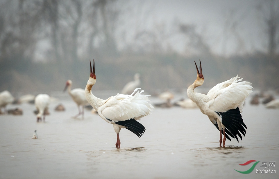 白鹤siberian crane