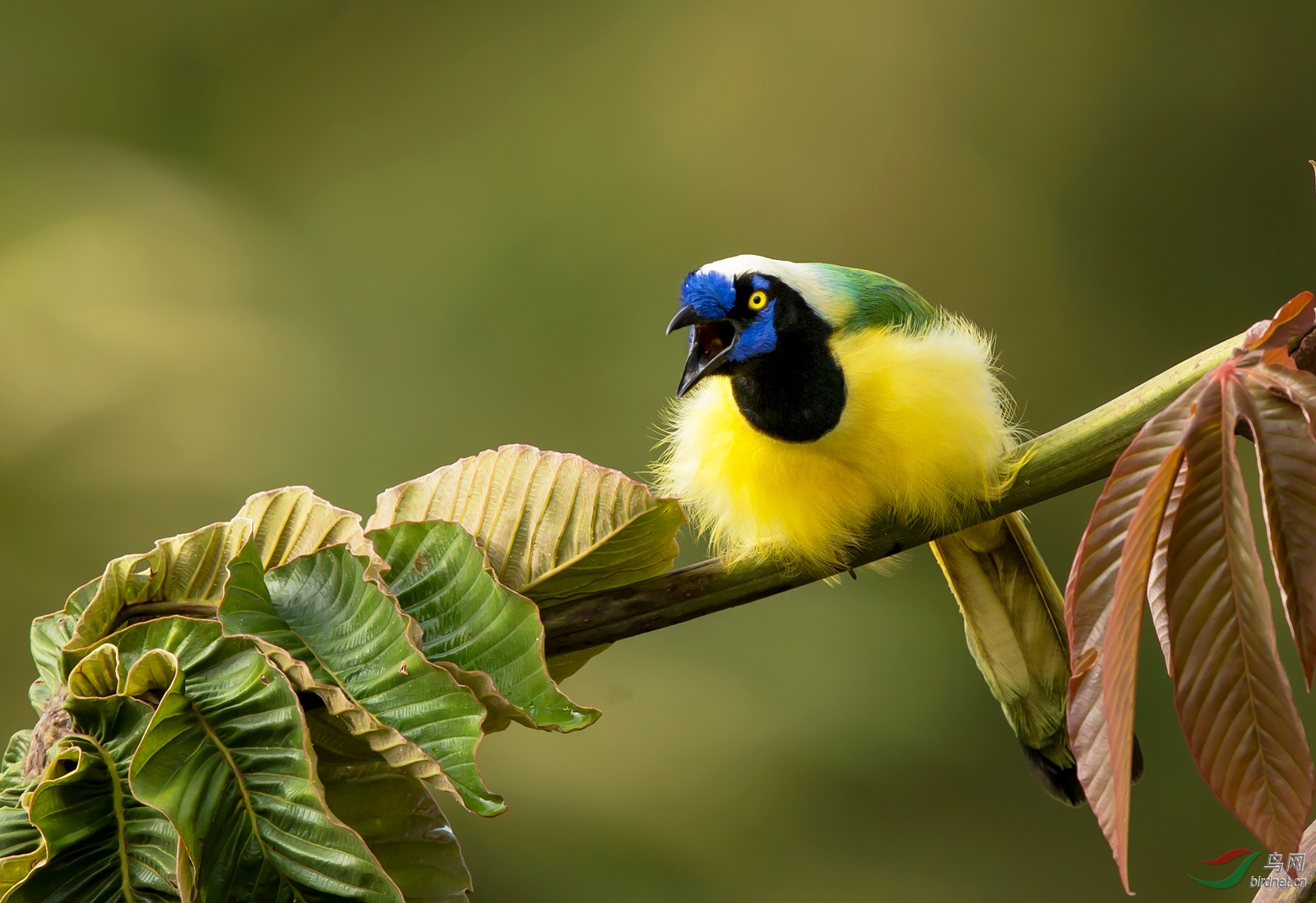 (绿蓝鸦)绿蓝鸦------祝贺留光溢彩老师荣任家乡版版主(祝贺何平老师