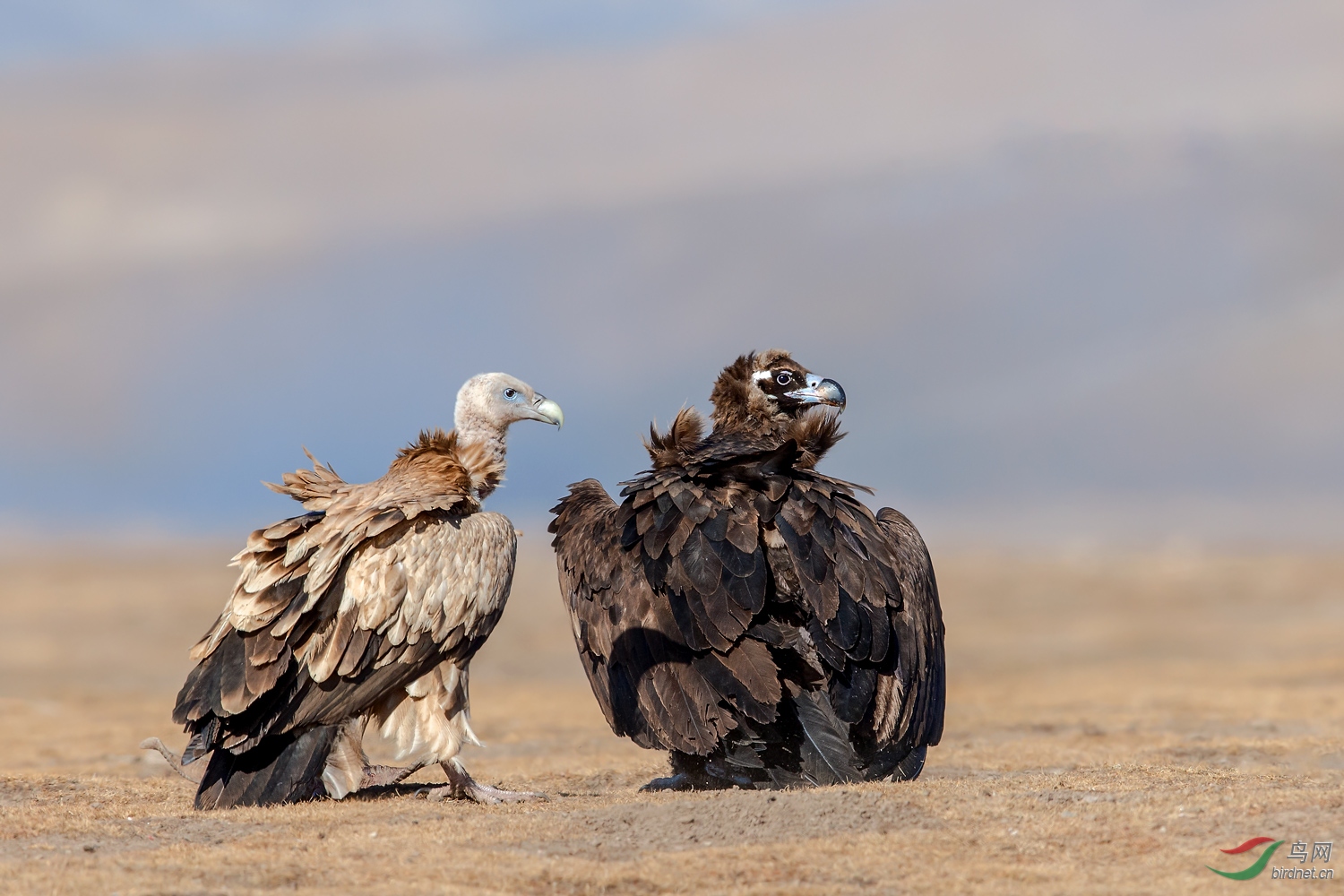 高山兀鹫和秃鹫目光一致恭贺首页精华