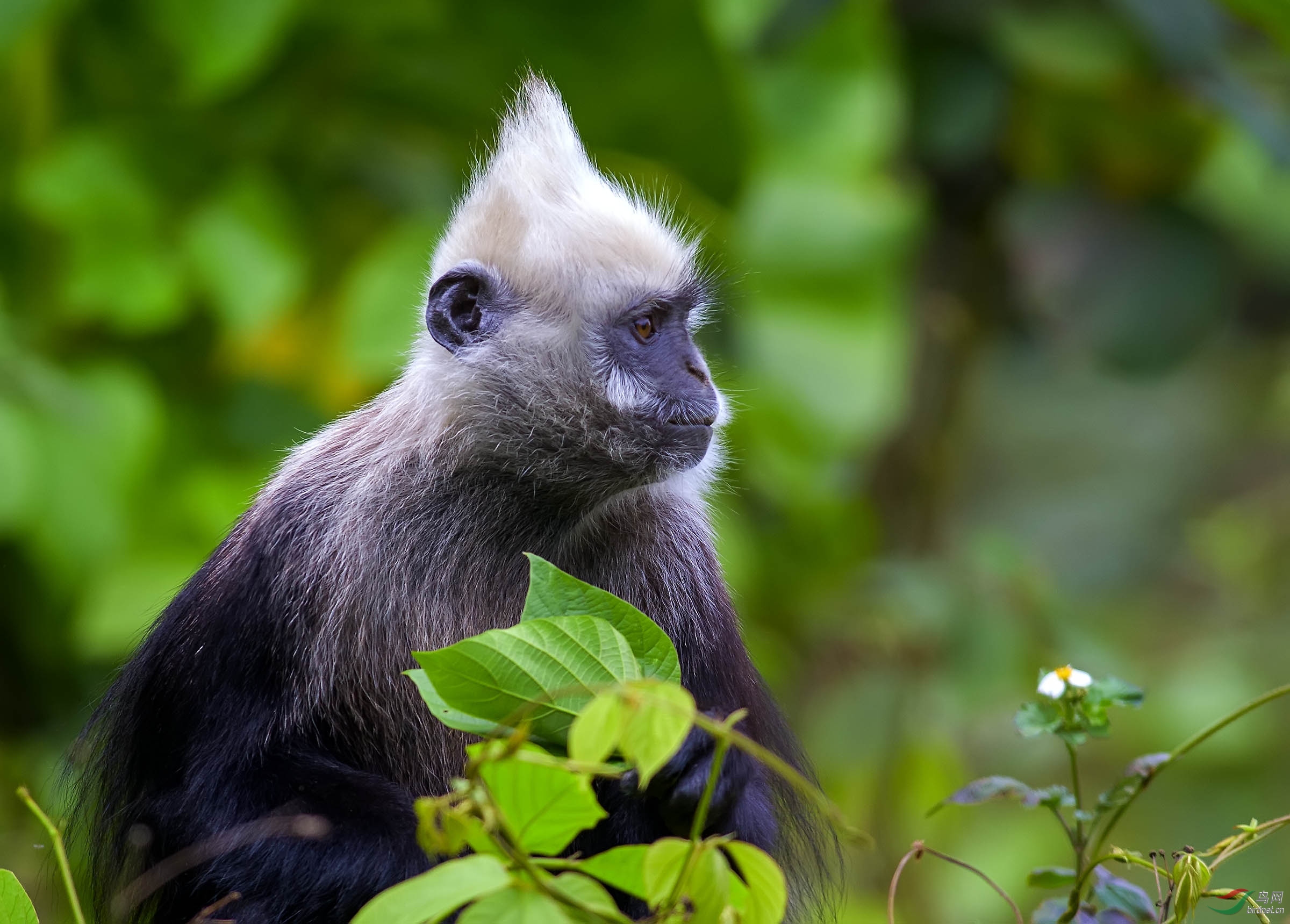白头叶猴崇左3