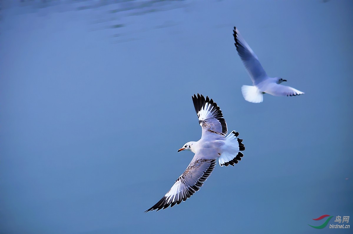 空中飞翔的红嘴鸥