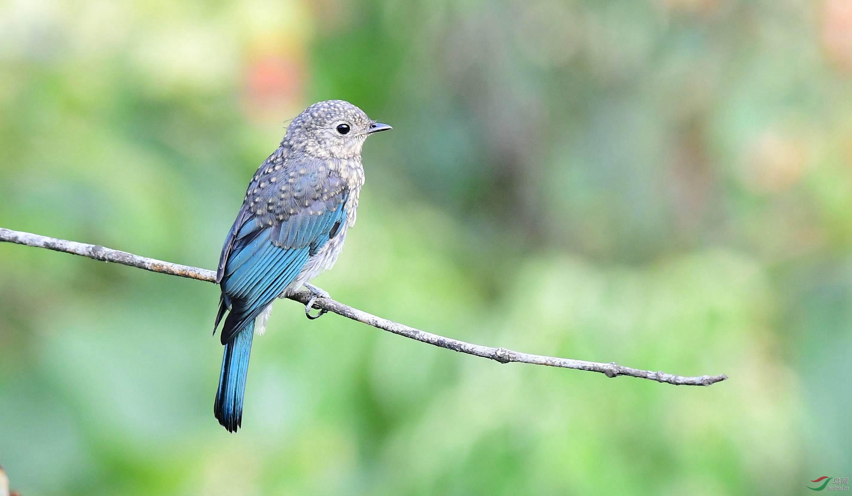 我还未成年铜蓝鹟雄幼