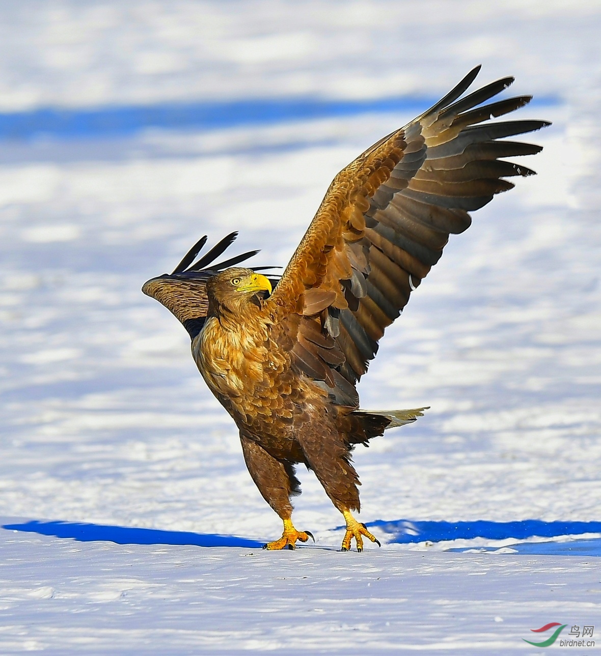 会挽雕弓如满月 西北望 射天狼