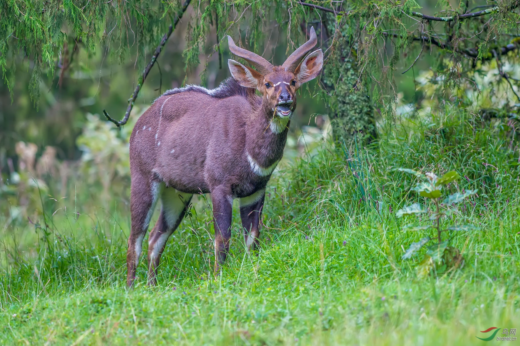 非洲捻角牛羚(恭贺首页精华!