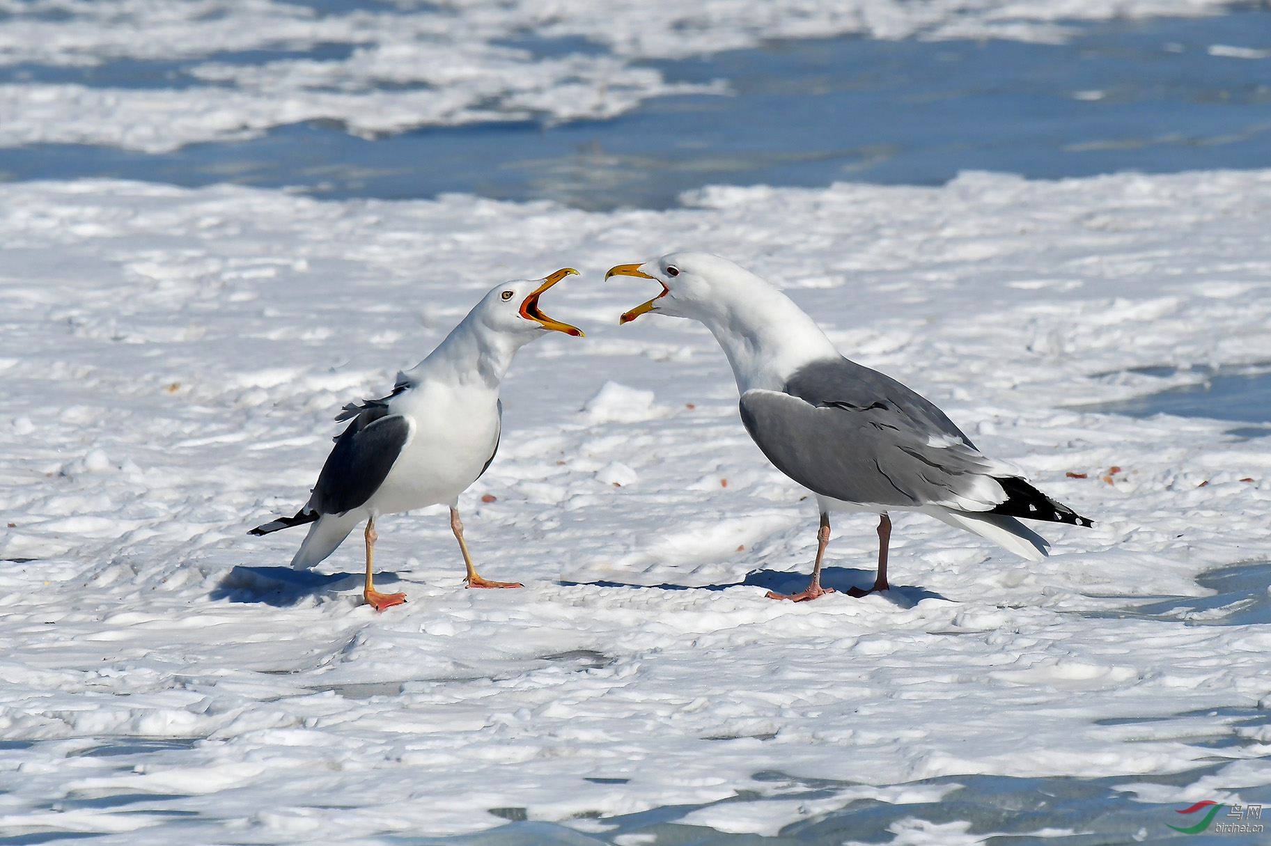 西伯利亚银鸥怒视红嘴鸥