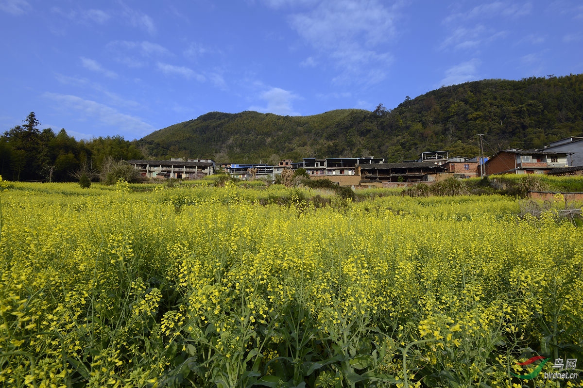 闽北山区的油菜花 延平区后溪村