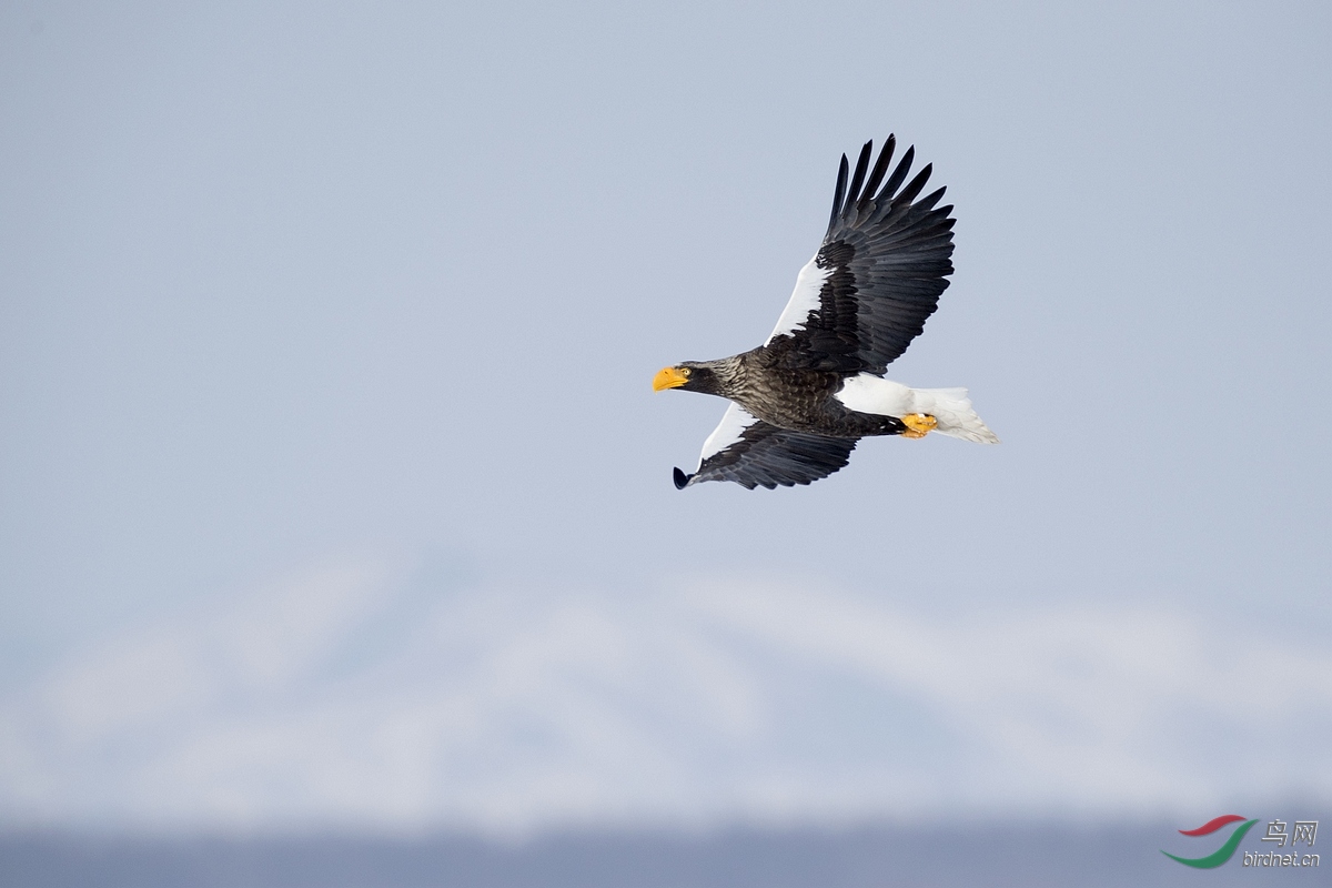 飞翔的虎头海雕