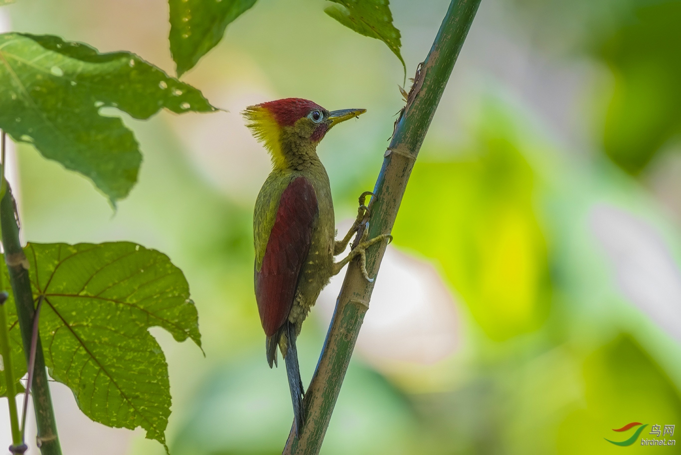 (红翅绿啄木鸟)绯红绿啄木鸟祝重庆版红红火火!(恭贺老师首页精华!