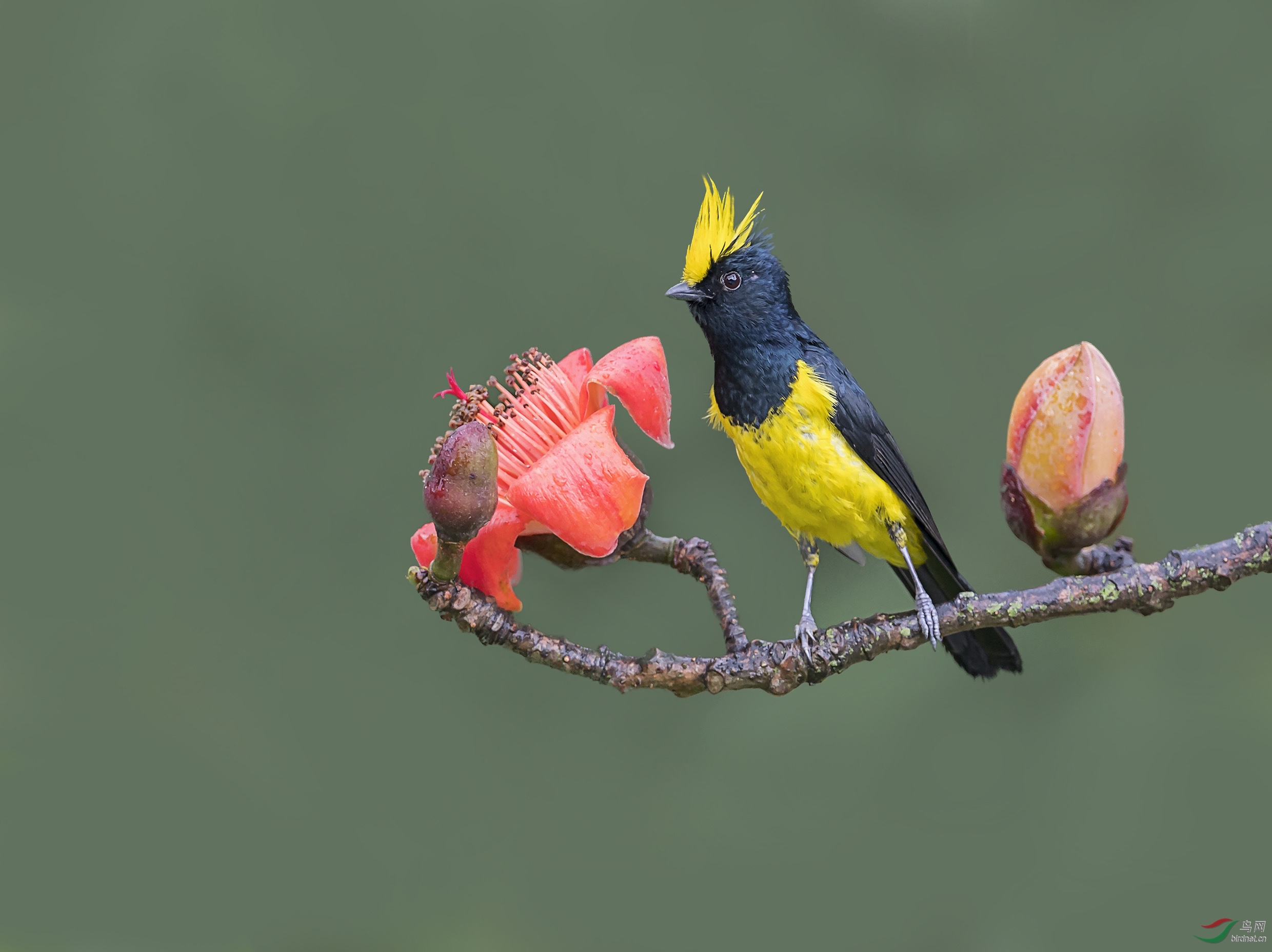 (冕雀)护花使者(祝贺荣获鸟类精华)