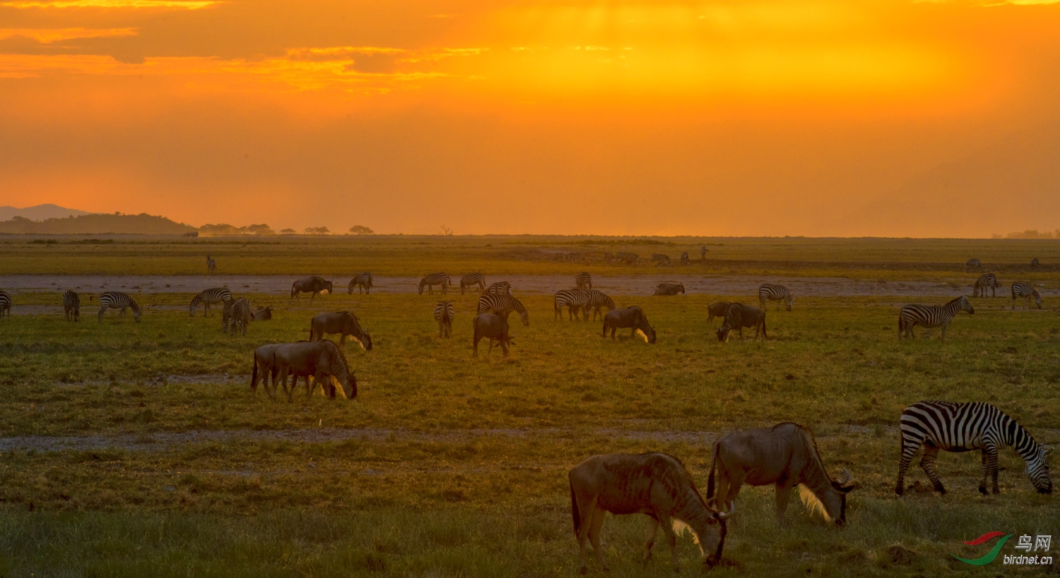 走进东非—旱季气候多变的肯尼亚大草原