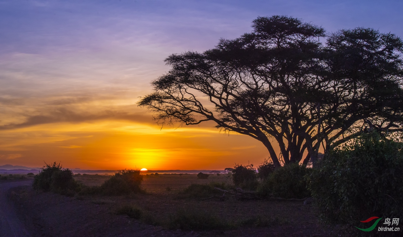 走进东非—旱季气候多变的肯尼亚大草原
