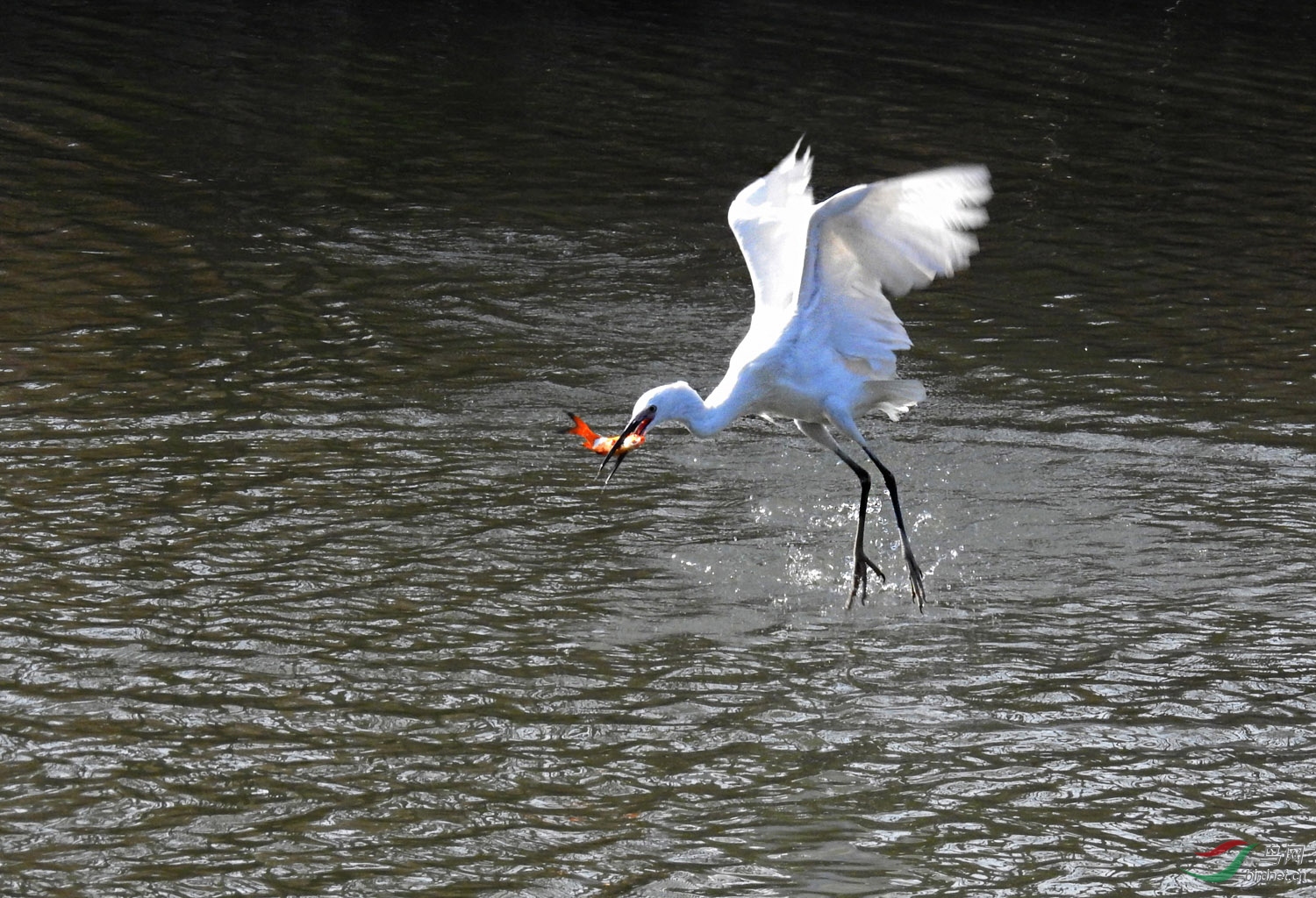 DSCN4992 ����.jpg