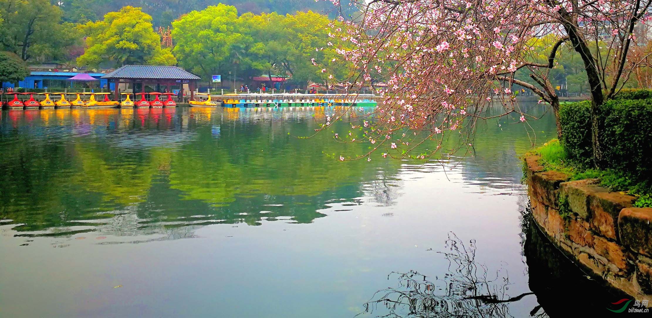 《一树桃花映湖面》
