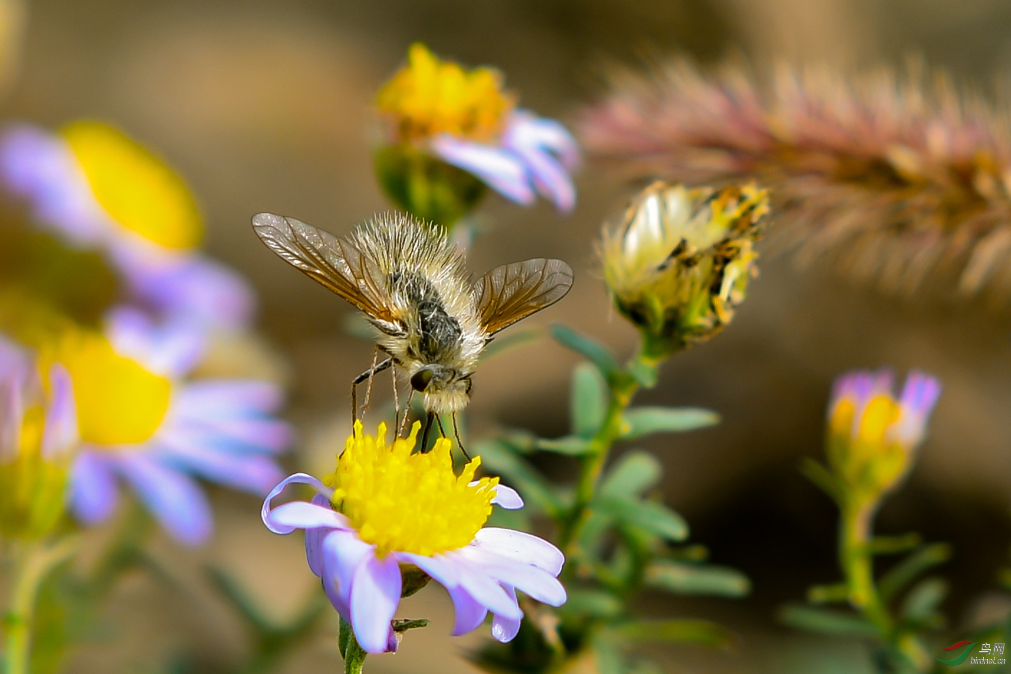 又到拍虫时了去年的小虫绒蜂虻