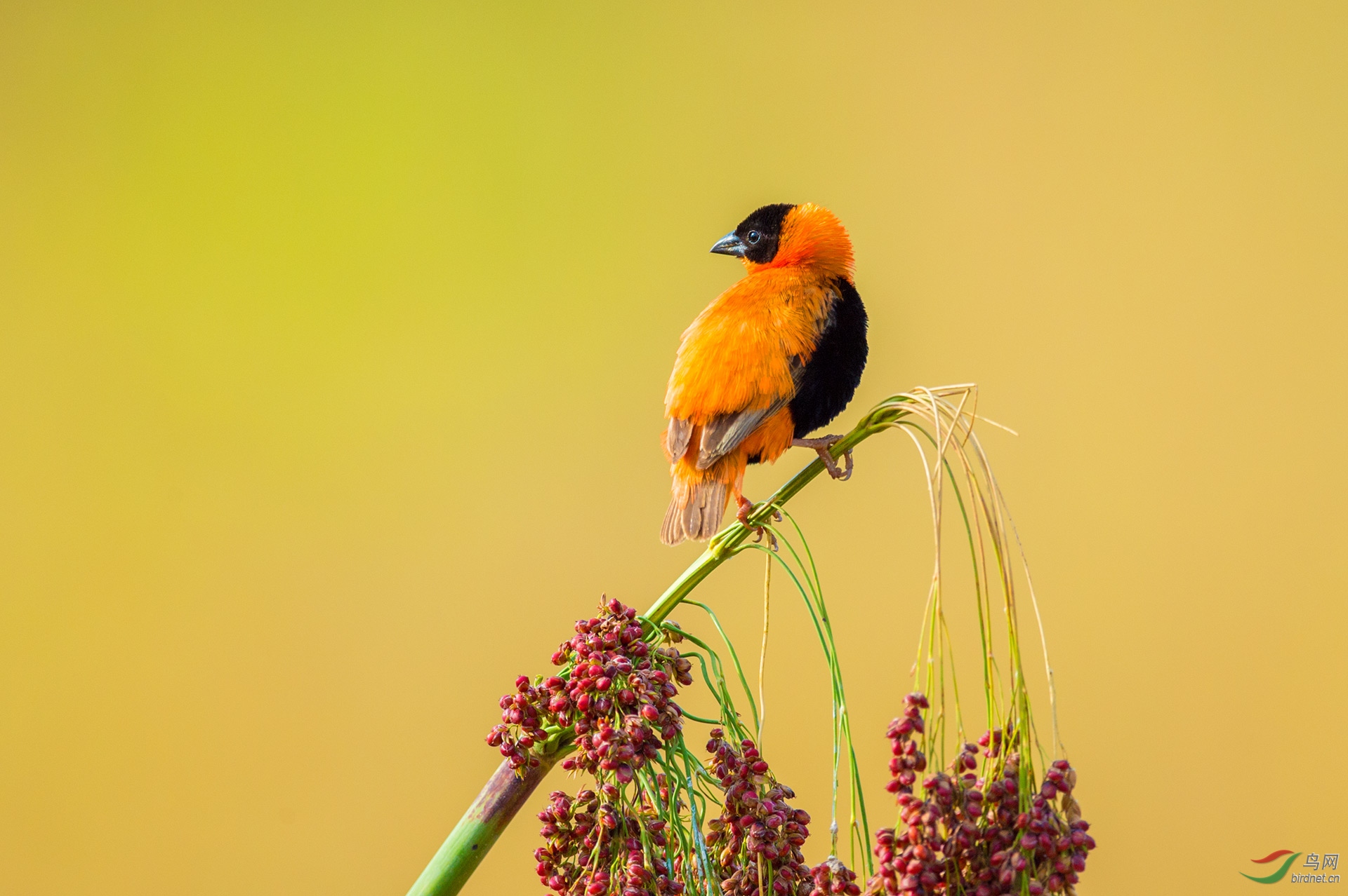 橙巧织雀橙巧织雀