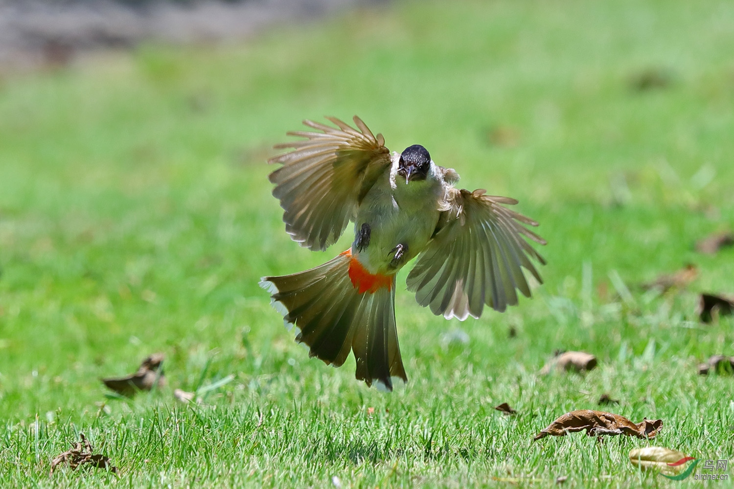 在绿茵之上跳舞的红臀鹎