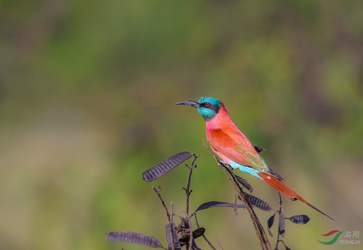 洋红蜂虎洋红蜂虎贺图获首页鸟类精华