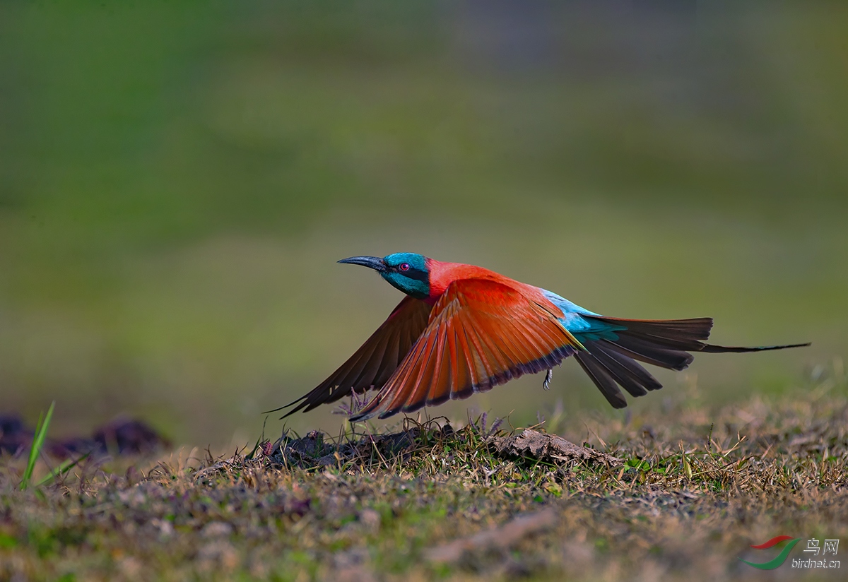 (洋红蜂虎)洋红蜂虎~~~贺图获 首页鸟类精华>