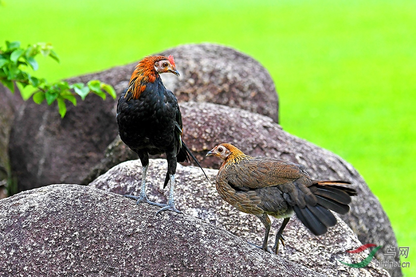 一对野生小原鸡