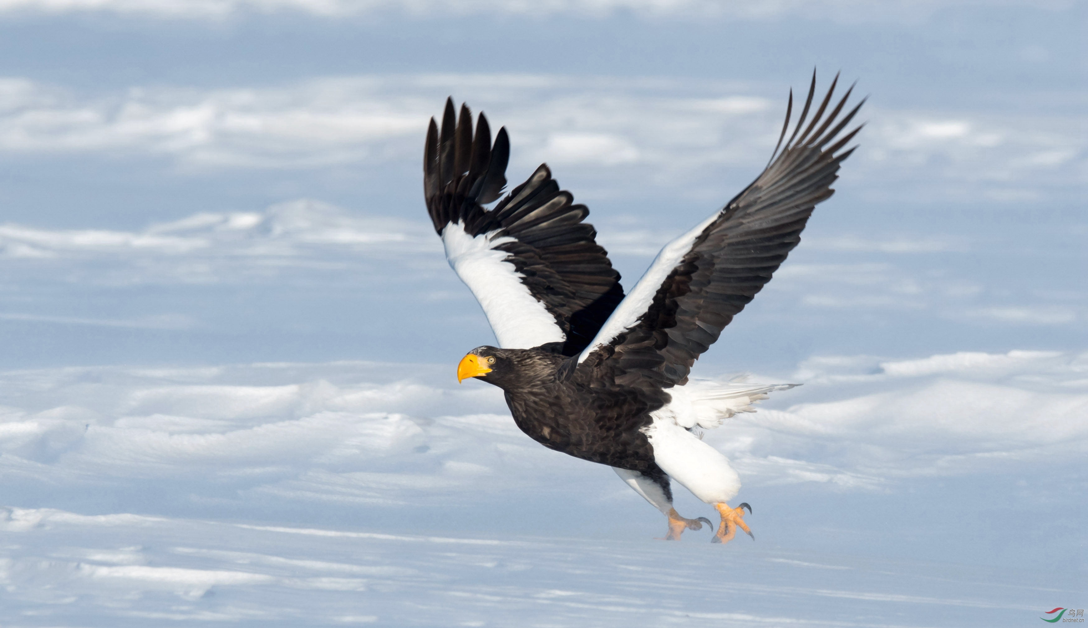 风雪中的虎头海雕