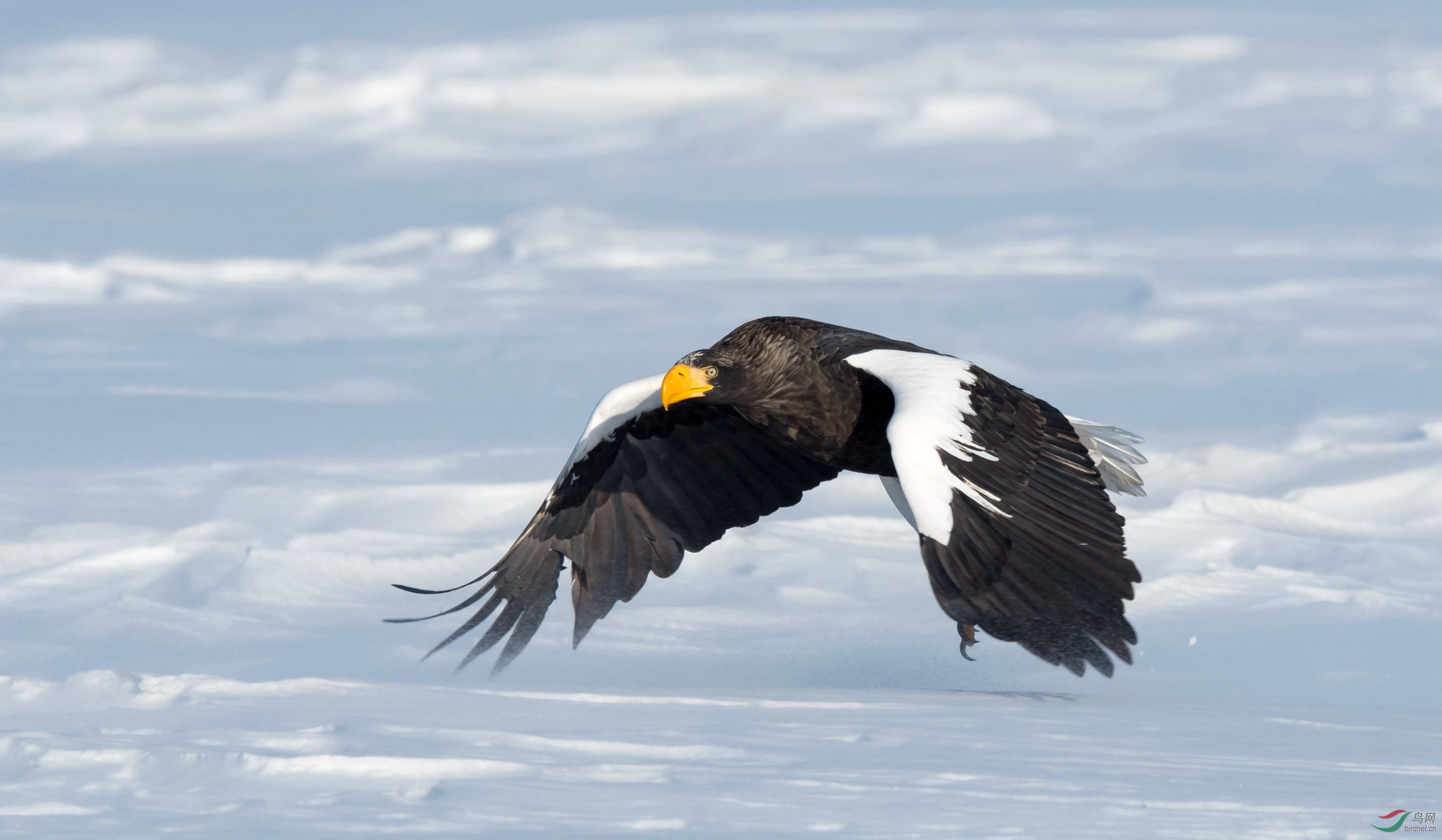 风雪中的虎头海雕