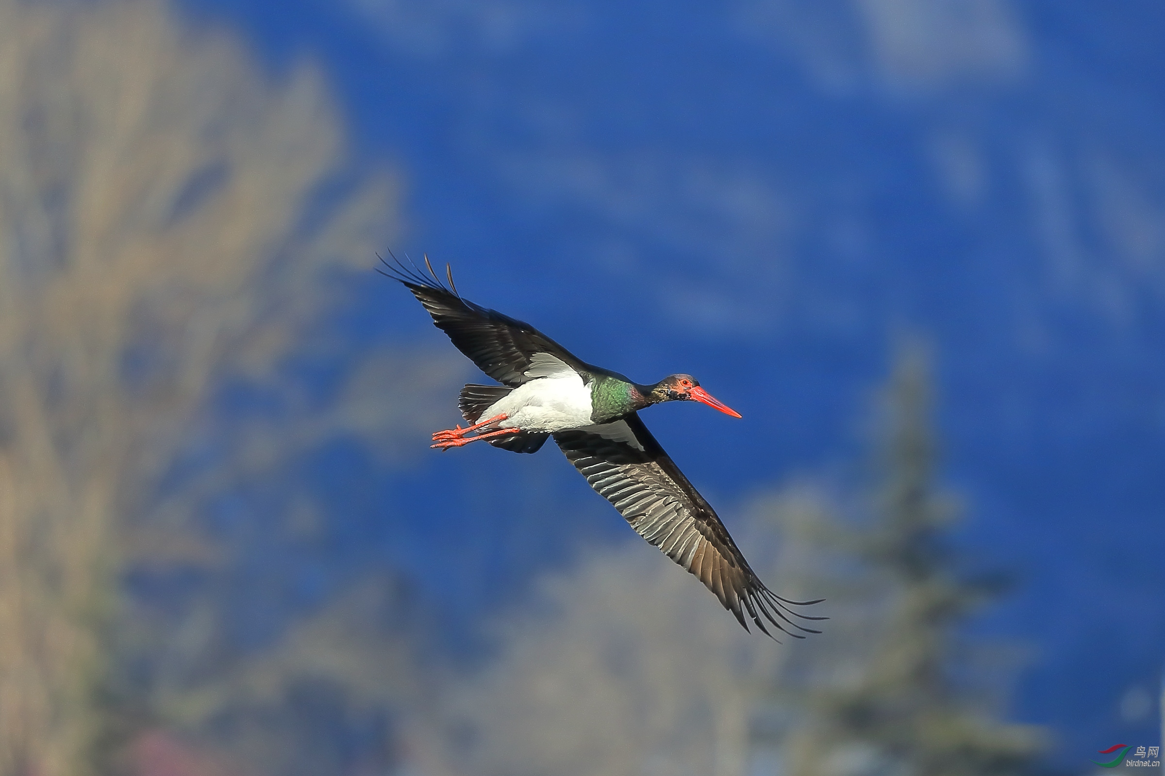 飞向远方【黑鹳】 - 甘肃版 gansu 鸟网
