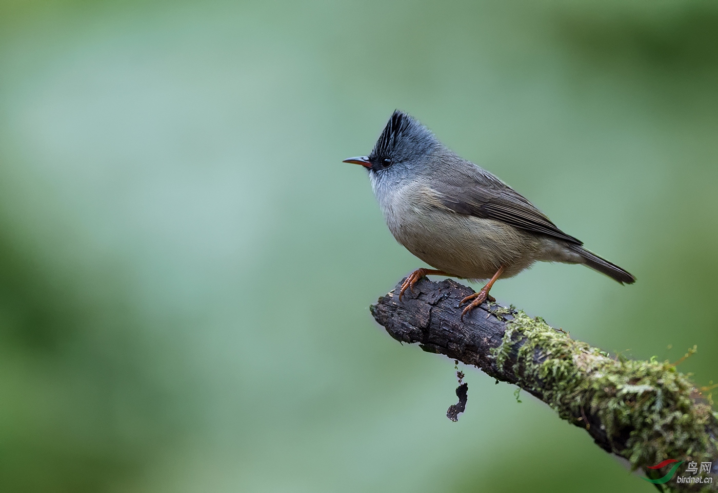 黑额凤鹛【了望远方】