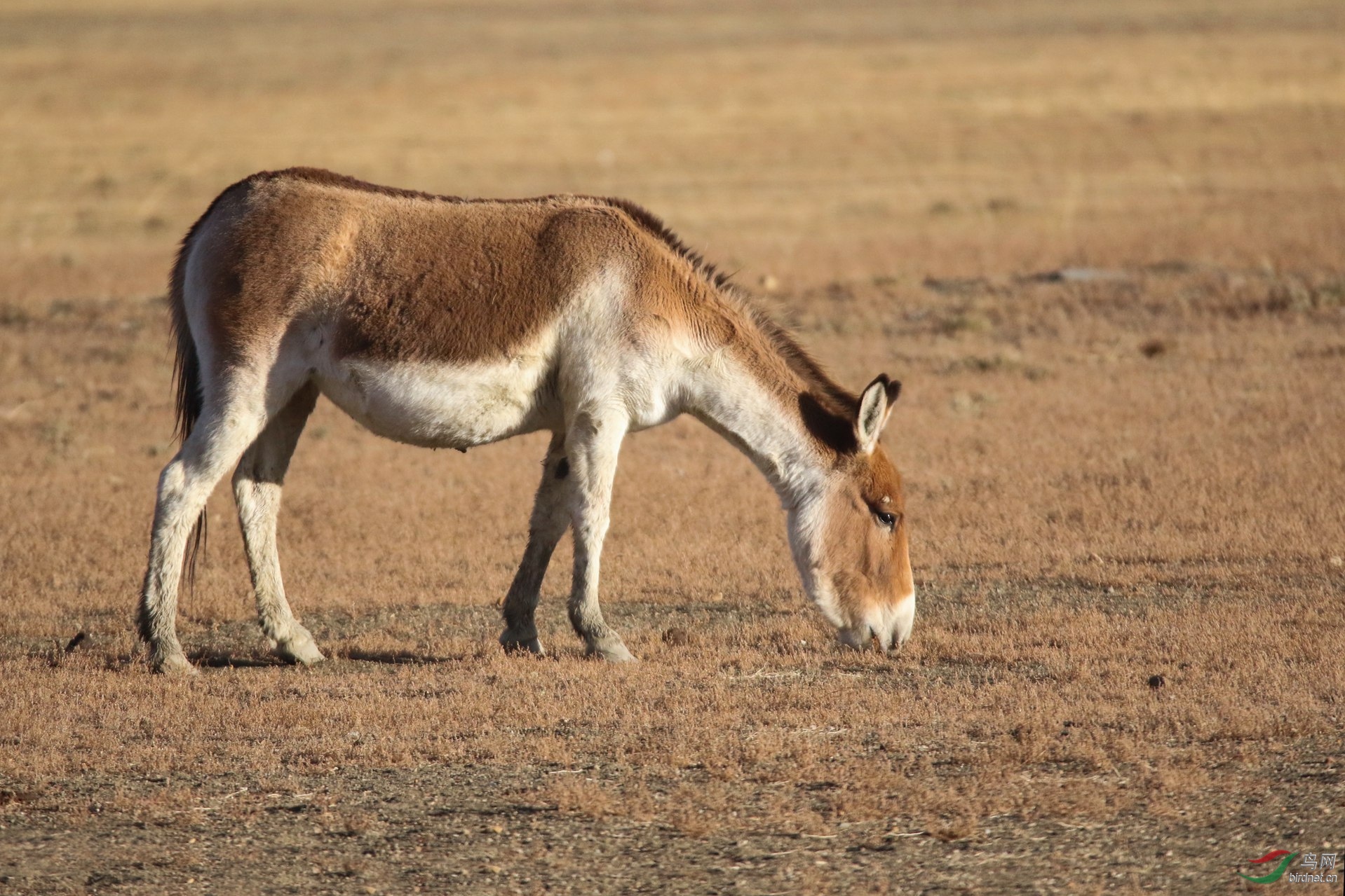 记者藏獒格桑玛驴图片