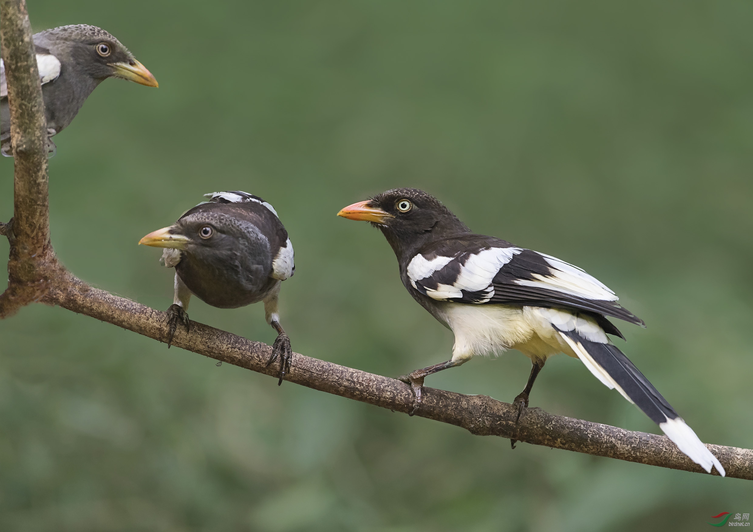 父与子 - 甘肃版 gansu 鸟网