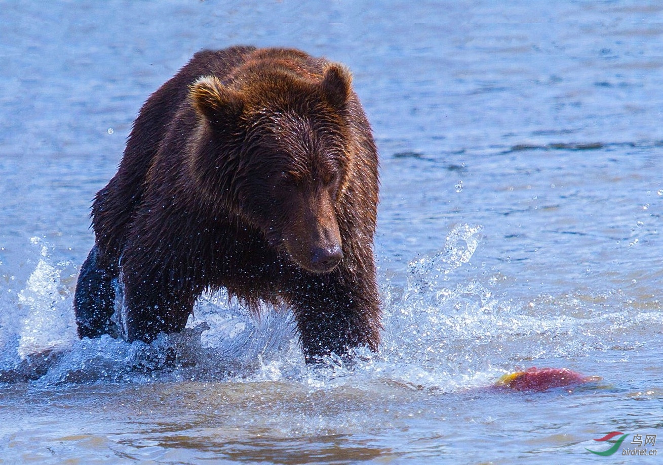 棕熊抓鱼