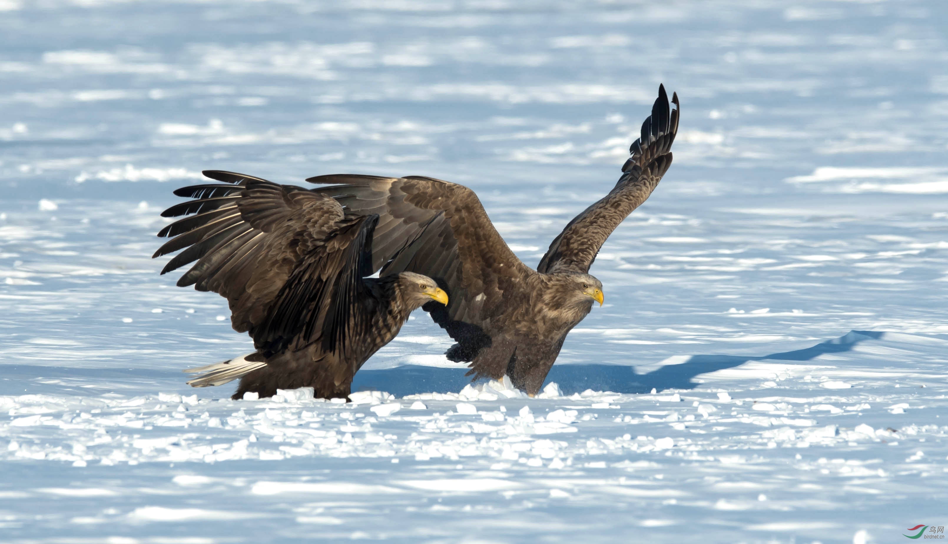 空中霸主白尾海雕