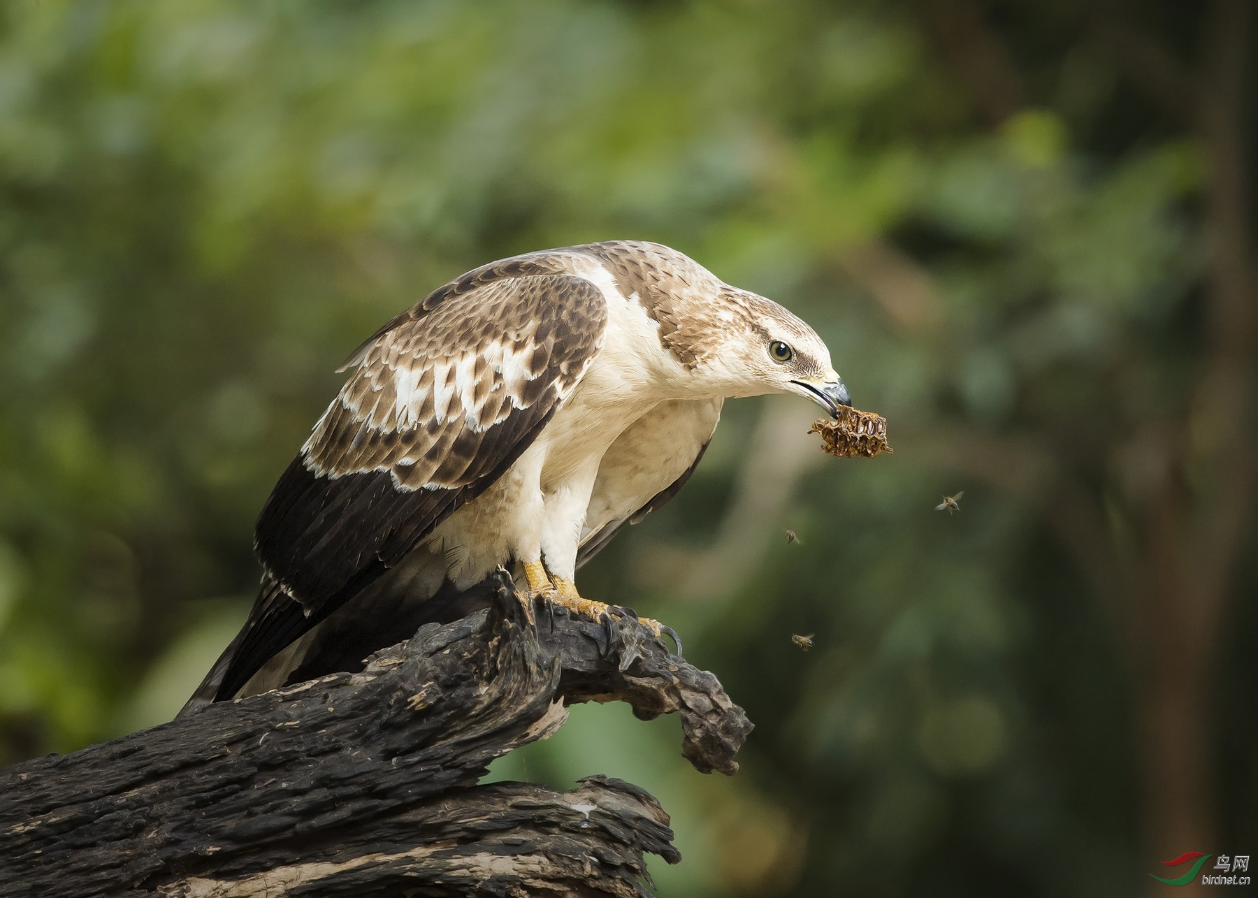 凤头蜂鹰东方蜂鹰