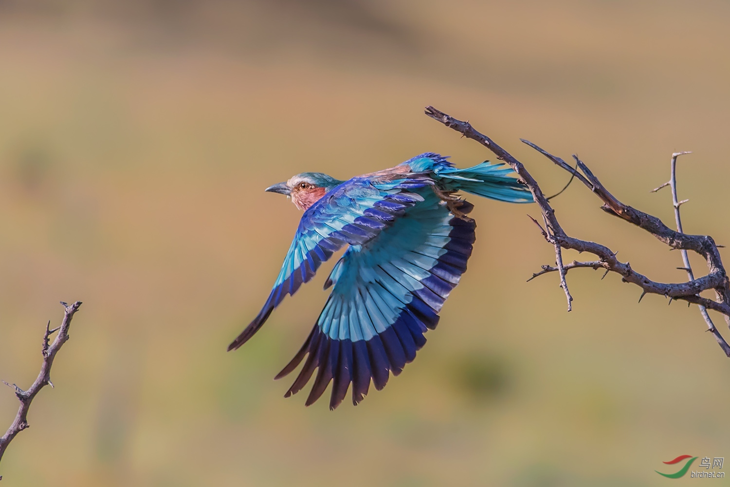 (紫胸佛法僧)佛法僧起飞(贺荣获鸟类首页精华)